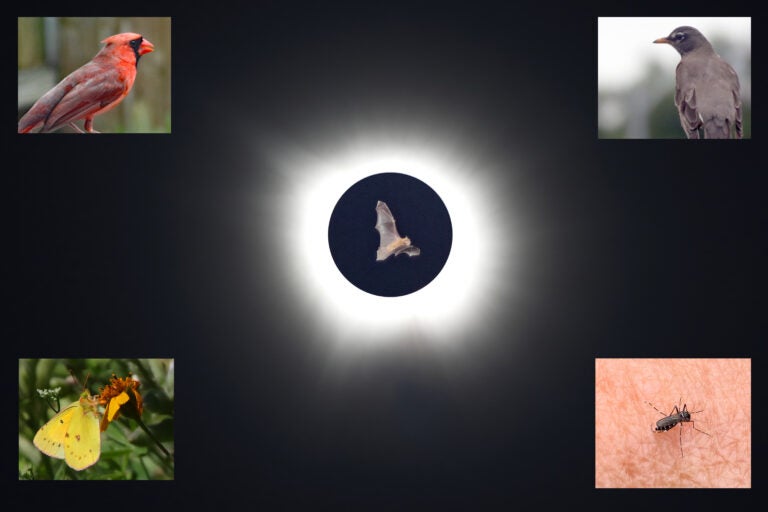 The five members of the animal kingdom we observed during the April 2024 solar eclipse from Bee Cave, Texas, are shown clockwise from top left: northern cardinal, American robin, mosquito, cloudless sulphur butterfly, and a Mexican free-tailed bat. Images showing totality and the mosquito were taken on eclipse day.