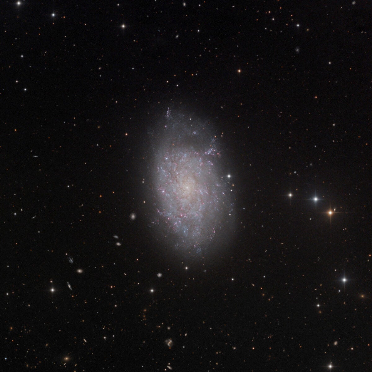 In a telescope, flocculent, face-on NGC 7793 looms large and bright from a distance of roughly 12 million light-years away.