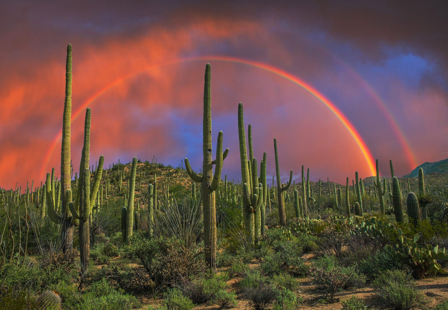 A double rainbow seen from Saguaro National Park in Tucson, Arizona, features a bright primary and a faint secondary as a companion. In the foreground are giant saguaro cacti.