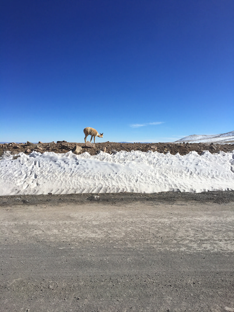 vicuña by the road