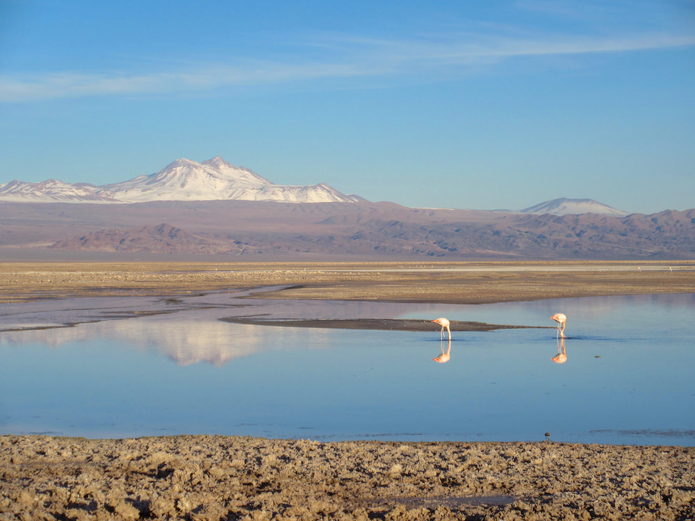 Flamingos at Atacama Salt Flats